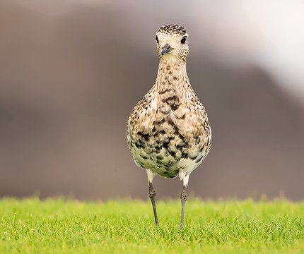 Goldregenpfeifer (Pluvialis apricaria) 02