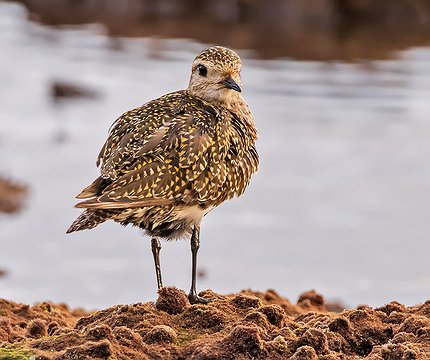 Goldregenpfeifer (Pluvialis apricaria) 01