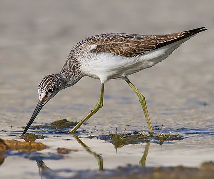 Grünschenkel (Tringa nebularia)