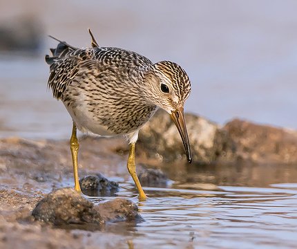 Graubruststrandläufer (Calidris melanotos)