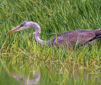Graureiher (Ardea cinerea)