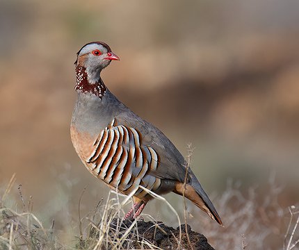 Felsenhuhn (Alectoris barbara)