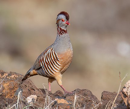 Felsenhuhn (Alectoris barbara)