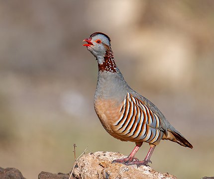 Felsenhuhn (Alectoris barbara)