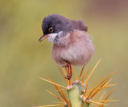 Brillengraßmücke (sylvia conspicillata)