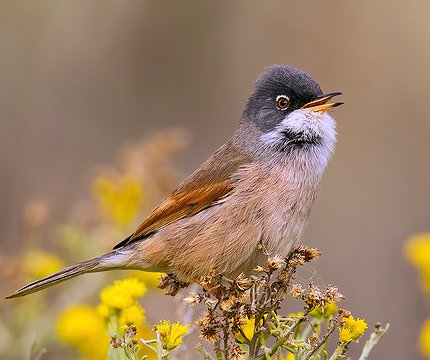 Brillengraßmücke (sylvia conspicillata)