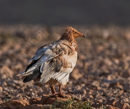 Kanarischer Schmutzgeier