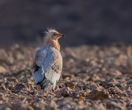 Kanarischer Schmutzgeier