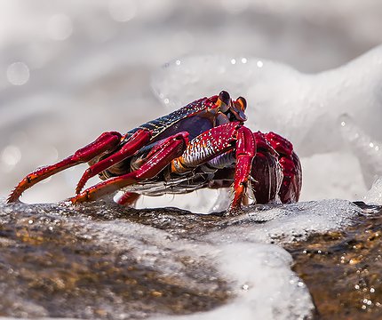 Rote Felsenkrabbe (Grapsus adscensionis)