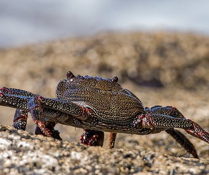 Rote Felsenkrabbe (Grapsus adscensionis)