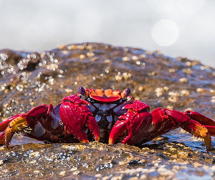 Rote Felsenkrabbe (Grapsus adscensionis)