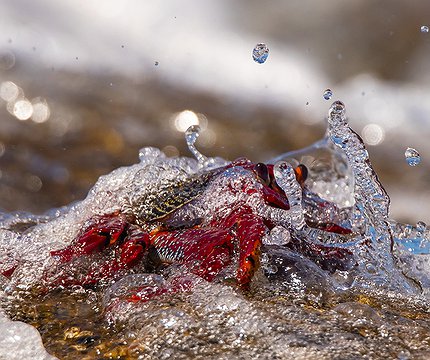 Rote Felsenkrabbe (Grapsus adscensionis)