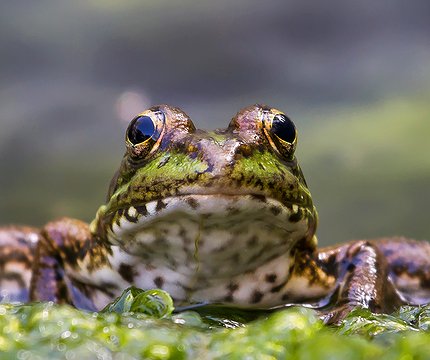 Iberischer Wasserfrosch (Pelophylax perez)