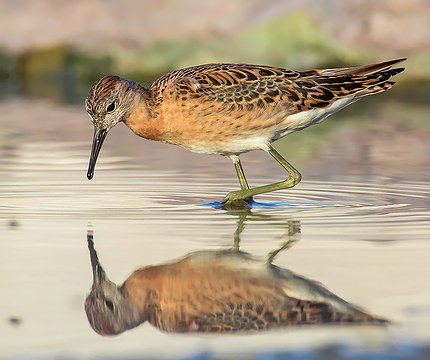 Kampfläufer (Philomachus pugnax)