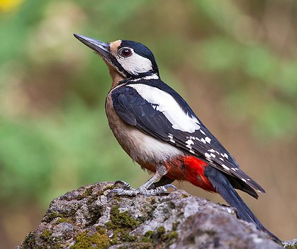 Kanaren-Buntspecht (Dendrocopos major canariensis) 02