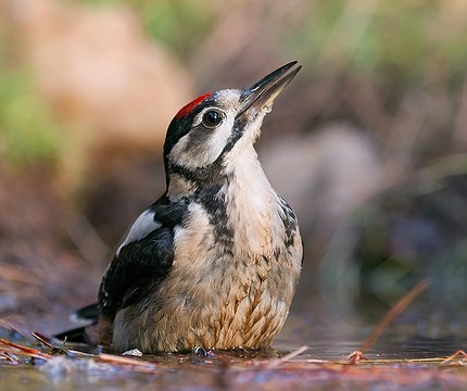 Kanaren-Buntspecht (Dendrocopos major canariensis) 01