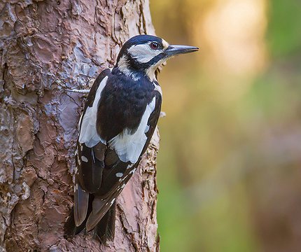 Kanaren-Buntspecht (Dendrocopos major canariensis) 03