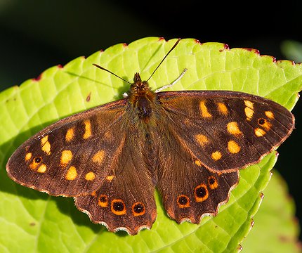 Kanaren-Waldbrettspiel (Pararge xiphioides)