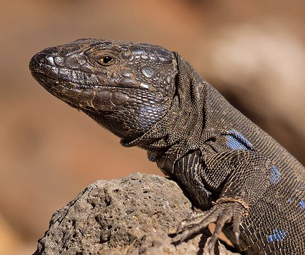 Kanareneidechse (Gallotia galloti)