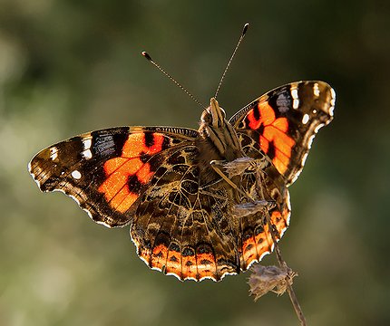 Kanarische Admiral (Vanessa vulcania)