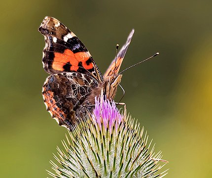 Kanarischer Admiral (Vanessa vulcania)