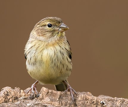 Kanarengirlitz (Serinus canaria)
