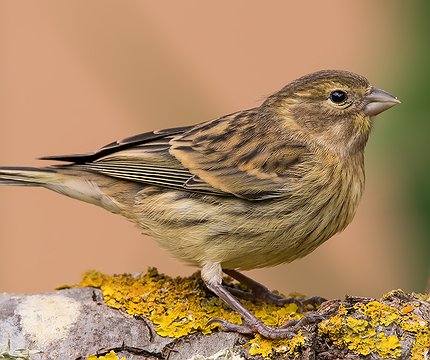 Kanarengirlitz Weibchen (Serinus canaria)