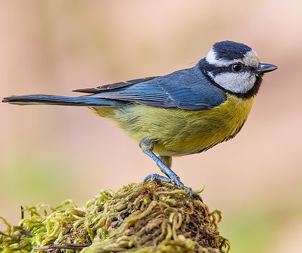 Kanarenmeise (Cyanistes teneriffae)
