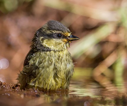 Kanarenmeise (Cyanistes teneriffae) Jungvogel