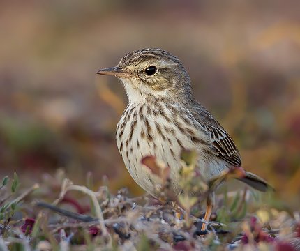 Kanarenpieper (Anthus berthelotii)