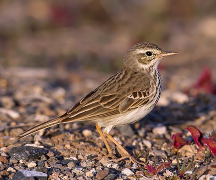 Kanarenpieper (Anthus berthelotii)