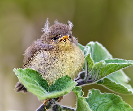Kanarenzilpzalp Jungvogel (Phylloscopus canariensis)