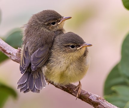 Kanarenzilpzalp Jungvögel (Phylloscopus canariensis)