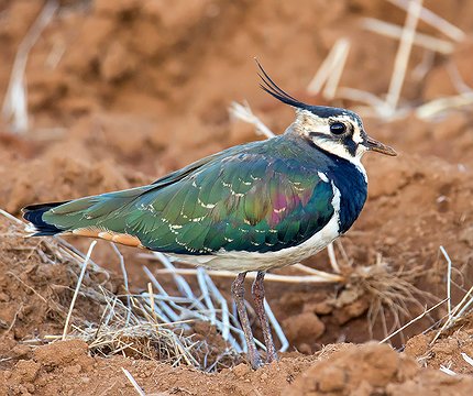 Kiebitz (Vanellus vanellus)