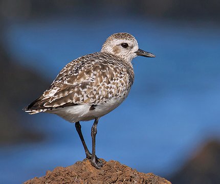 Kiebitzregenpfeifer (Pluvialis squatarola)