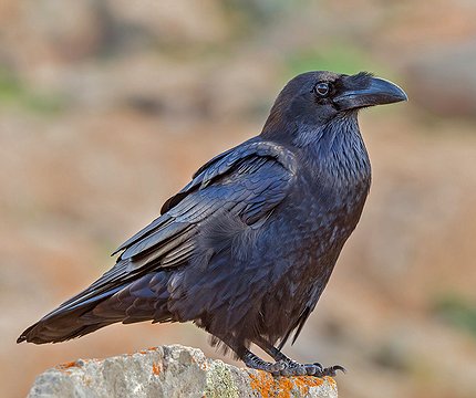 Kolkrabe (Corvus corax tingitanus)