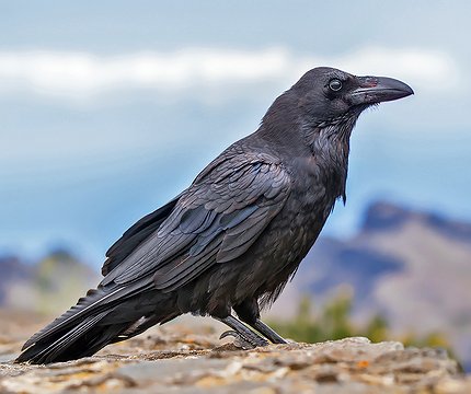 Kolkrabe (Corvus corax tingitanus)