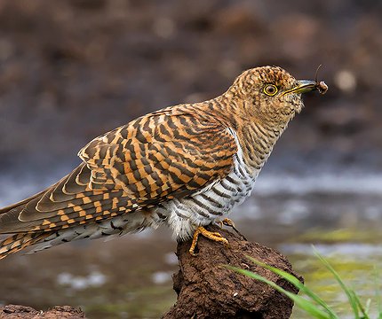 Kuckuck (Cuculus canorus)