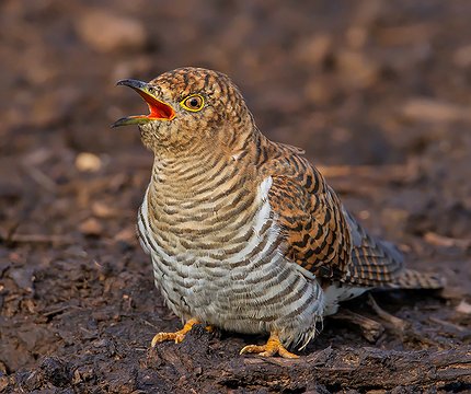 Kuckuck (Cuculus canorus)