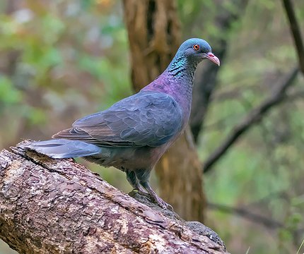 Lorbeertaube (Columba junoniae)