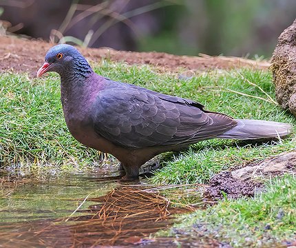Lorbeertaube (Columba junoniae)