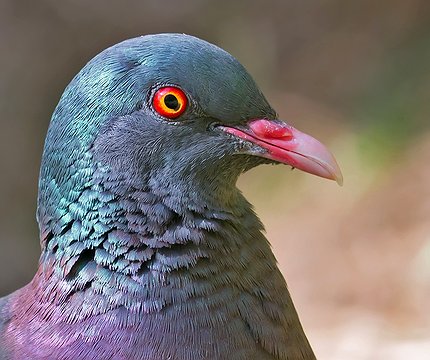 Lorbeertaube (Columba junoniae)