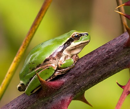 Mittelmeer-Laubfrosch (Hyla meridionalis)