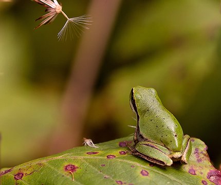 Mittelmeer-Laubfrosch (Hyla meridionalis)
