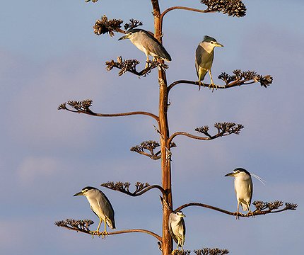 Nachtreiher (Nycticorax nycticorax) 03