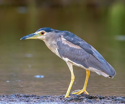 Nachtreiher (Nycticorax nycticorax) 01