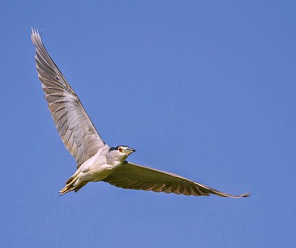 Nachtreiher (Nycticorax nycticorax) 02