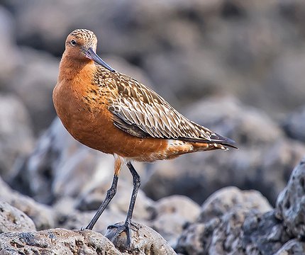 Pfuhlschnepfe (Limosa lapponica)