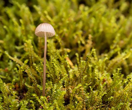 Flora im Lorbeerwald