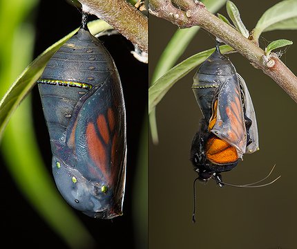 Entwicklung eines Monarchfalter (Danaus plexippus) Desarrollo de una mariposa monarca